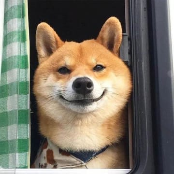 Amigo